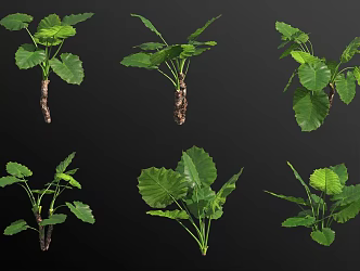 Reya Alocarum Potted Green Plant 3d model
