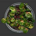 Colorful Variegated Indoor Plant With Green Red Yellow Leaves In Galvanized Metal Pot