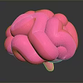 Sleek Pink Brain 3D Model On Dark Background With Glossy Surface 3d model