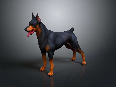 Black and Tan Doberman Standing with Tongue Out on Gray Background Shiny Floor 3d model