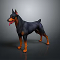 Black and Tan Doberman Standing with Tongue Out on Gray Background Shiny Floor