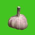 Fresh Whole Garlic Bulb With Purple Stripes On Bright Green Background