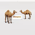 Two Realistic Brown Camels Standing Facing Each Other Against White Background 3d model