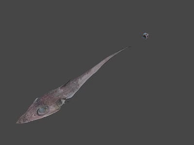 Fresh Long Bodied Fish With Pointed Nose As Seafood Cooking Ingredient 3d model