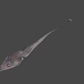 Fresh Long Bodied Fish With Pointed Nose As Seafood Cooking Ingredient