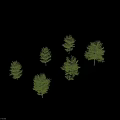 Various Arbor Tree Varieties with Green Foliage Isolated on Black Background 3d model