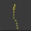 Delicate Slender Stem Bearing Tiny Yellow Flowers Against Clear Deep Blue Sky 3d model