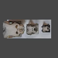 Three Ancient Skull Specimens of Various Sizes Displayed on Exhibition Platform