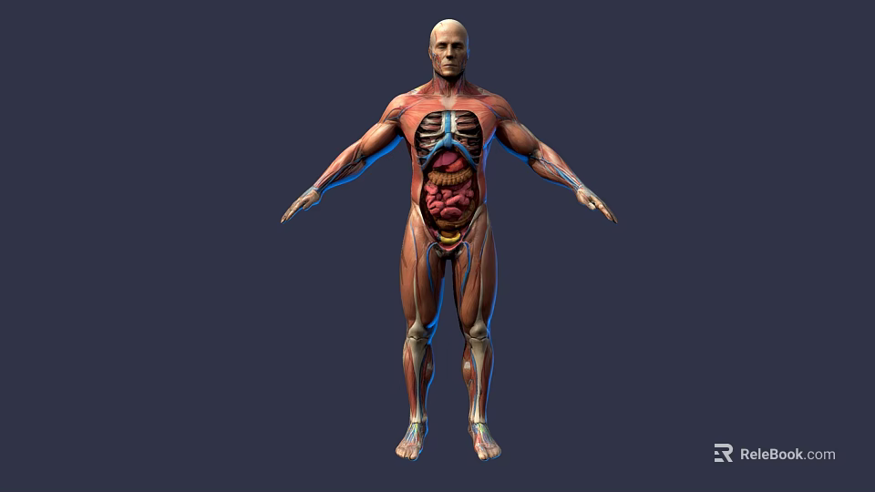 Game and Movie Character 3D Rendered Model with Human Anatomy Muscle and Internal Organ Details 3d model 