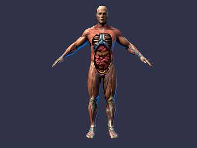 Game and Movie Character 3D Rendered Model with Human Anatomy Muscle and Internal Organ Details 3d model