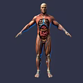 Game and Movie Character 3D Rendered Model with Human Anatomy Muscle and Internal Organ Details