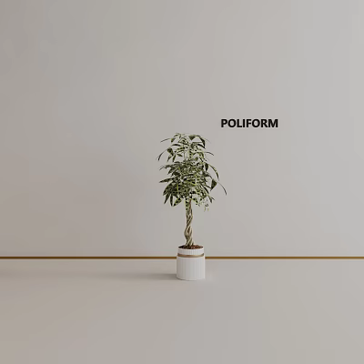 Minimalist Bonsai Plant In White Planter On Light Background Featuring POLIFORM 3d model