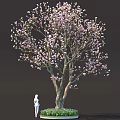 Vibrant Plant Combination With Pink Flowering Tree Thick Trunk Green Grass And Small Flowers