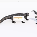 Two Black Reptiles Komodo Dragons With Scaly Skin Long Tails On White Background