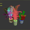 Large Leaf Plant Palm And Cactus With Red Flowers In White Pots On Dark Background
