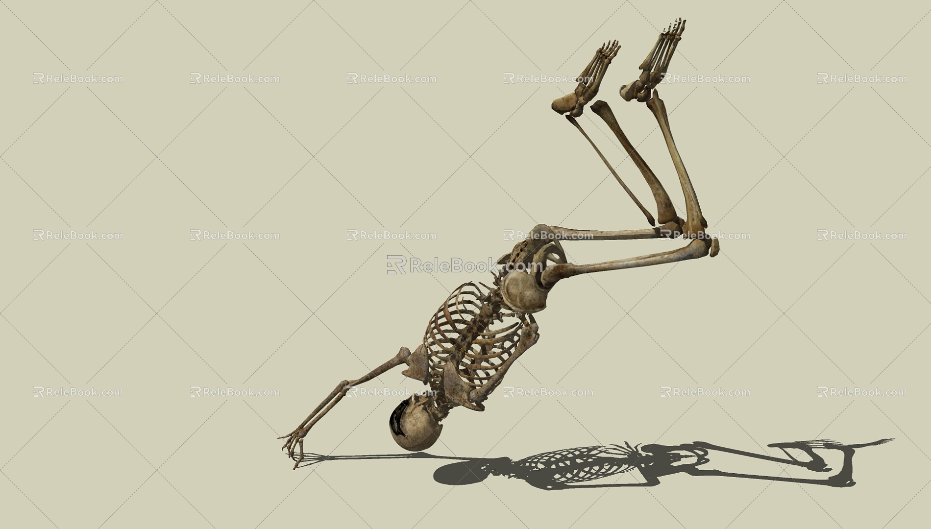 Skeleton 3d model