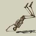 Skeleton 3d model