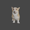 Realistic Brown And White Corgi 3D Model In Standing Pose With Detailed Features
