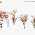 Japanese Maple Trees With Vibrant Red Foliage In Various Growth Forms 3d model