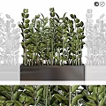 Lush Garden Decorative Greenery With Vibrant Leafy Plants In Rectangular Black Planter
