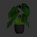 Monstera Plant With Large Green Split Leaves In Gray Pot For Indoor Decoration