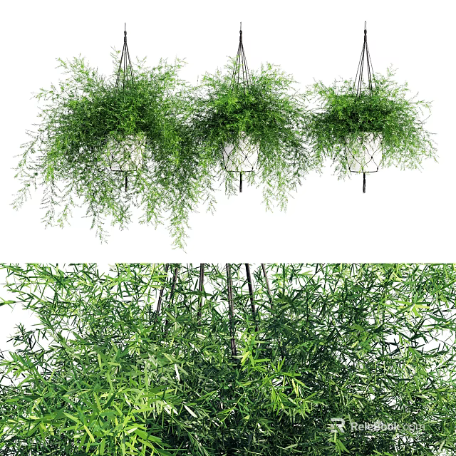 Hanging Basket Plants With Lush Green Trailing Foliage For Home Decor 3d model 