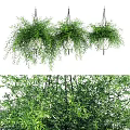 Hanging Basket Plants With Lush Green Trailing Foliage For Home Decor