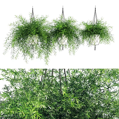 Hanging Basket Plants With Lush Green Trailing Foliage For Home Decor 3d model