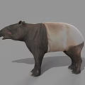 Tapir With Black And White Body Long Snout And Stocky Legs