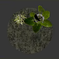 Large Leafy Plant and Small Green Plant in White Pots on Round Marble Tabletop