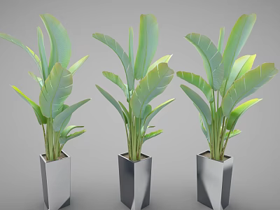 Modern Potted Plants With Large Green Leaves In Silver Geometric Pots 3d model