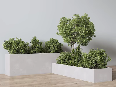 Bonsai Potted Plants In White Rectangular Concrete Planters With Light Gray Wall And Wooden Floor 3d model