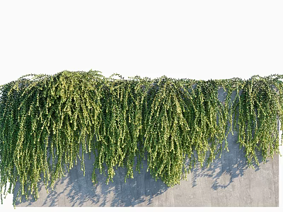 Lush Green Vines Hanging Down From Gray Wall With Dense Foliage 3d model