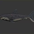 Shark Model With Open Mouth Sharp Teeth And Grey Body Texture