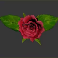 Red Rose Plant With Green Leaves And Stem On Gray Background