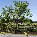 Tree Courtyard Teak Tree Fruit Tree Tree Orange Tree Orange Tree Fruit Picking Garden 3d model