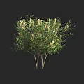 Lush Green Shrub With White Flowers And Multiple Slender Trunks 3d model