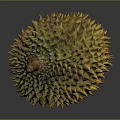 Fresh Whole Yellow Spiky Durian Fruit With Brown Stem On Gray Background