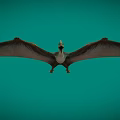 Pterosaur Fengshen Pterosaur Dinosaur Jurassic Ancient Creatures Ancient Birds Low Face Number Low Model Simple Model Game Next Era Film and Television Level Super Realism 3d model