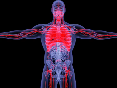 Medical Device for Visualizing Human Anatomy Skeleton Blood Vessels and Internal Organs 3d model