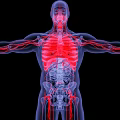 Medical Device for Visualizing Human Anatomy Skeleton Blood Vessels and Internal Organs
