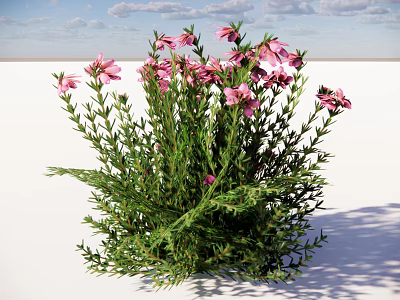 Vibrant Pink Flowers With Lush Green Stems And Leaves On White Background 3d model