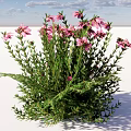 Vibrant Pink Flowers With Lush Green Stems And Leaves On White Background