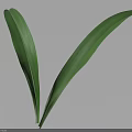 Fresh Green Leaves With Natural Curved Shape And Light Background Shadow