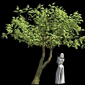 Green Leafy Tree With Forked Trunk And White Dress Female Statue On Black Background