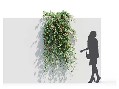 Green Leafy Vine With Red Flowers Growing On White Wall Near Woman Silhouette 3d model