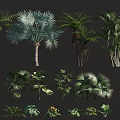 Various Tropical Flowers and Plants with Ferns Palm Trees and Large Green Leaves