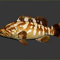 Grouper Fish with Orange and White Stripes on Dark Background with Reflective Surface 3d model