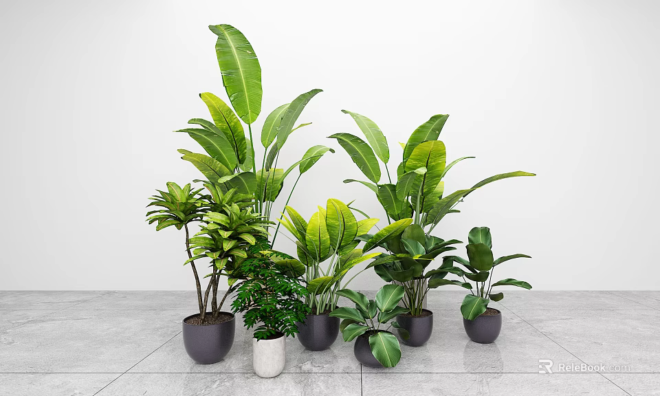 Various Indoor Potted Green Plants In Gray Pots Against White Wall And Gray Floor 3d model 