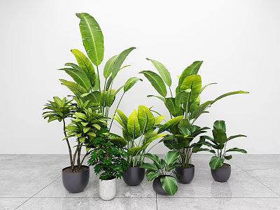 Various Indoor Potted Green Plants In Gray Pots Against White Wall And Gray Floor 3d model